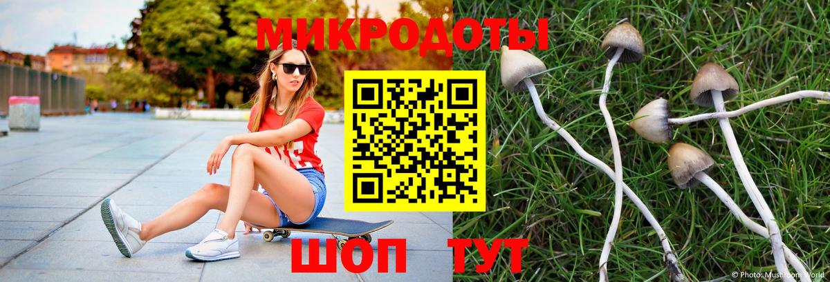 Новороссийск  Галлюциногенные грибы Psilocybe  Вход с VPN 